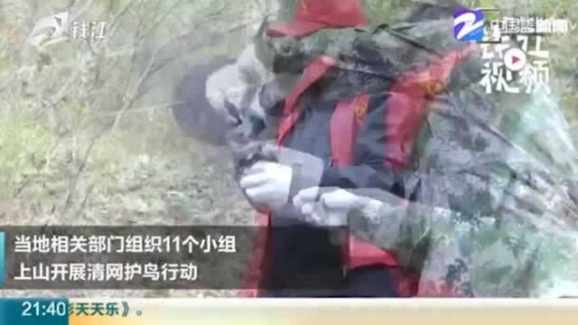 白头翁身陷“飞鸟陷阱” 海宁“特别行动组”进山一天拆除捕鸟网36副