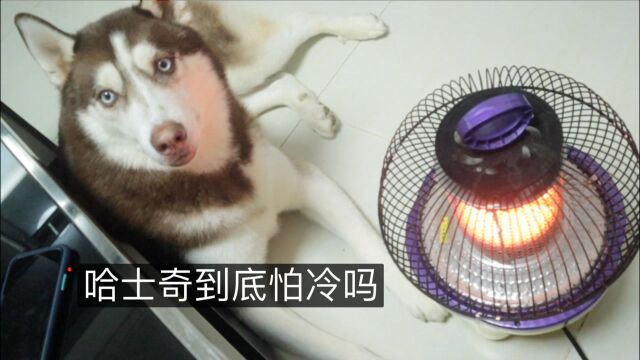 事实证明,就算哈士奇是雪橇犬,也是怕冷的!