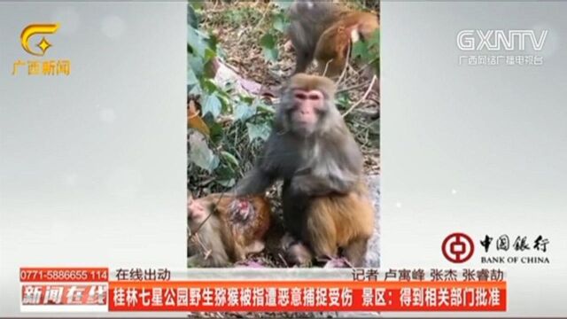 桂林七星公园野生猕猴被指遭恶意捕捉受伤,景区:得到相关部门批准