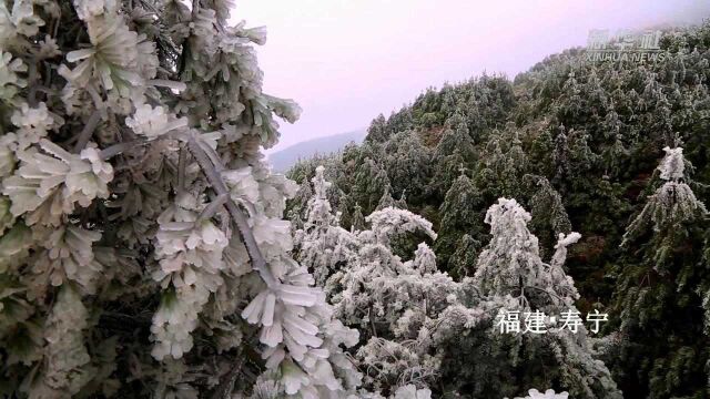 福建寿宁:雾凇美景 邀您共赏