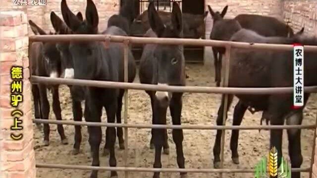 养殖德州驴 首先要考虑驴舍的选址和设计 有哪些需注意的?