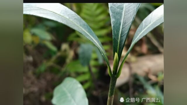 这种野生植物叫山栀子,是一种中草药,认识一下吧