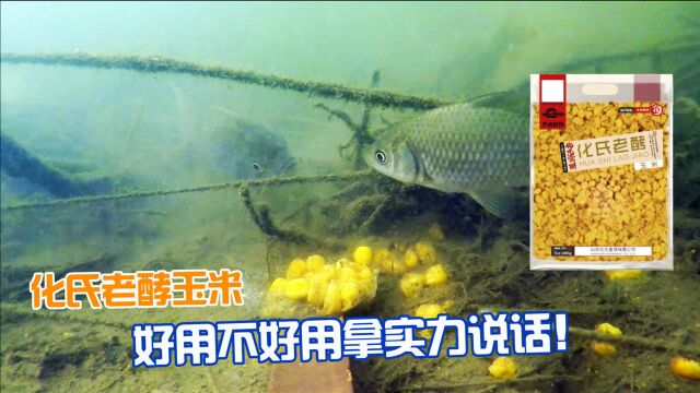 化氏谷麦打窝效果实测,水下高清摄像机记录发窝全过程