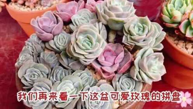 为自己准备一份特别的生日礼物——多肉花,好看吧,你们喜欢吗?