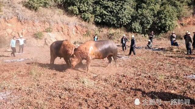 听说这种牛肉质最好明天拉去市场