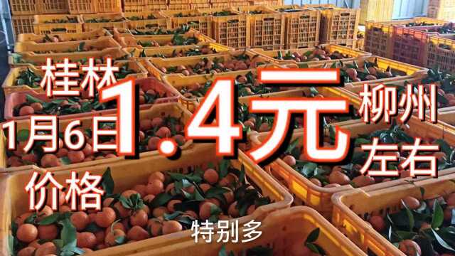 2021年1月6日广西沙糖桔最新收购价格行情