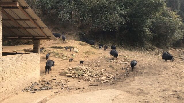 深山里的养猪场