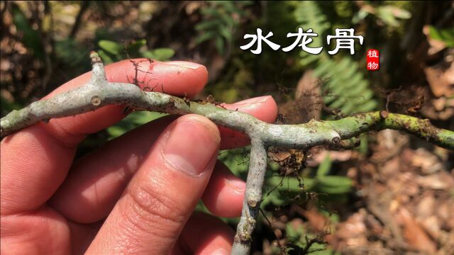 石壁上这种奇特植物“水龙骨”,是种很好的药材!遇见别不认识