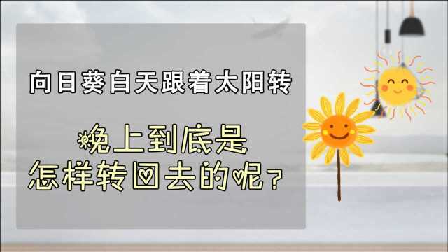 向日葵白天跟着太阳转,晚上在干啥?怎么转回去的?