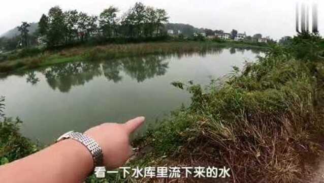 邻村几十亩南瓜园无人管理,王胖摘到一半感觉不对劲,直呼太可怕