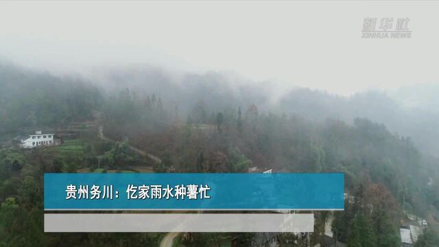 贵州务川:仡家雨水种薯忙