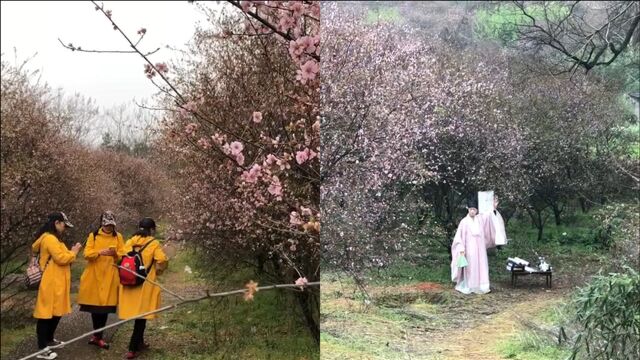 长沙周末踏春赏梅好去处,省农科院园艺研究所科研基地内两千株美人梅盛开