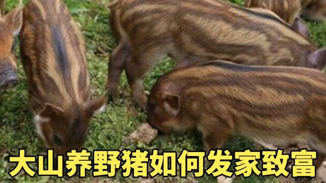 打工仔回农村大山养野猪,是如何配种,散养,及销售的