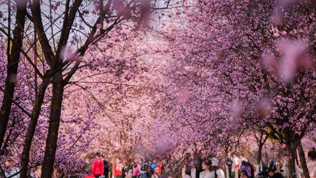 打卡重庆照母山梅林花海 惊艳了春天