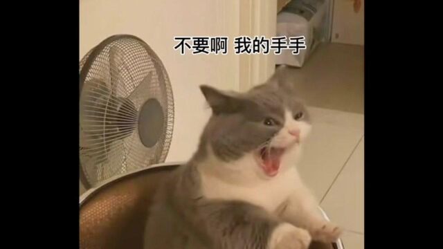 当小猫咪误以为你吃掉了它的小爪爪,表情绝了!