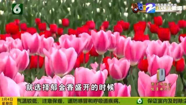 太子湾进入盛花期 人气即将达到顶峰 3月4日开始要预约