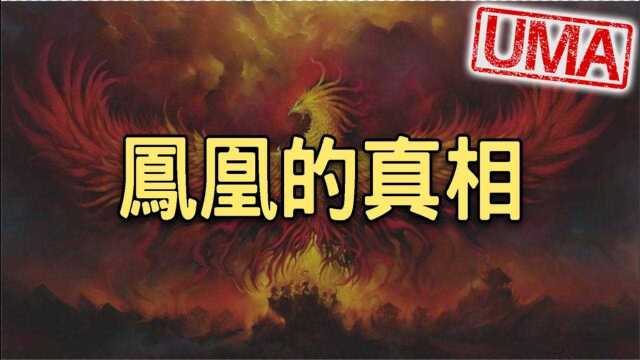 传说中的凤凰可能真实存在过,黑龙江目击事件,凤凰与不死鸟间关系