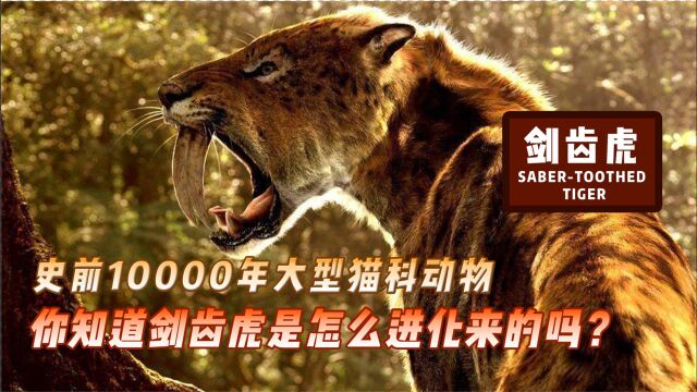 史前10000年前大型猫科动物剑齿虎,你知道是怎么进化来的吗?