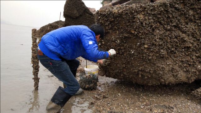 赶海一小时收获30斤,海蛎子多到提不动,霞浦小伙拿一桶做海蛎全宴