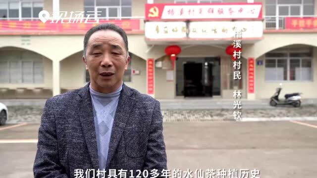 福建漳平:“醉”美茶乡 致富一方