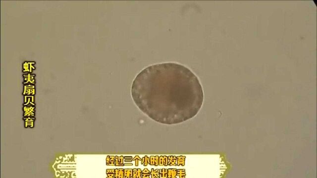 水池中受精卵密度,在每毫升60个以上时,可采用虹吸法分池