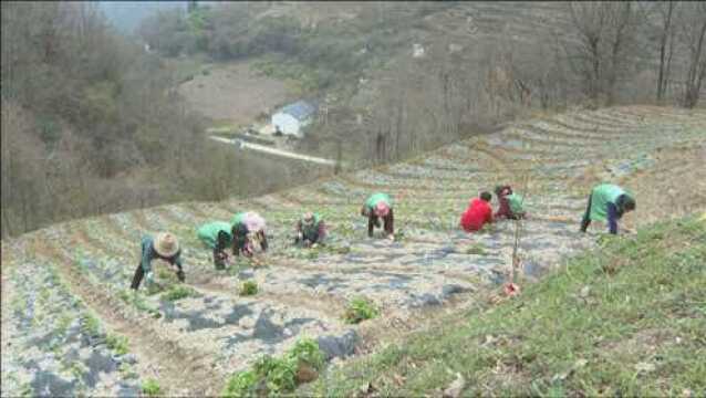 阳日镇: 做实做细做精“六种四养” 助力乡村振兴