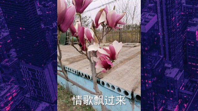 谁知道这是什么花