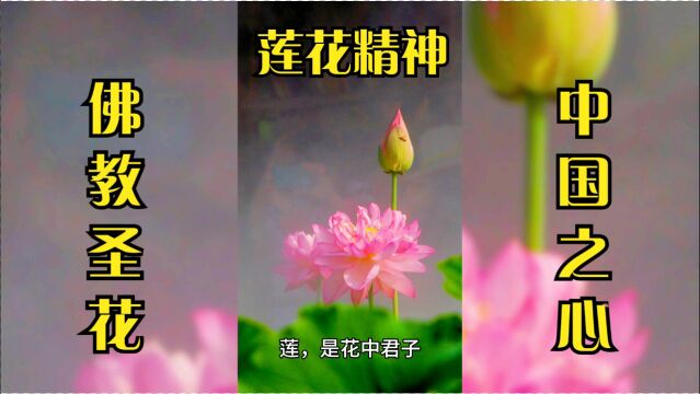 莲花,佛教的圣花,更是14亿中国人民团结一心的精神象征!