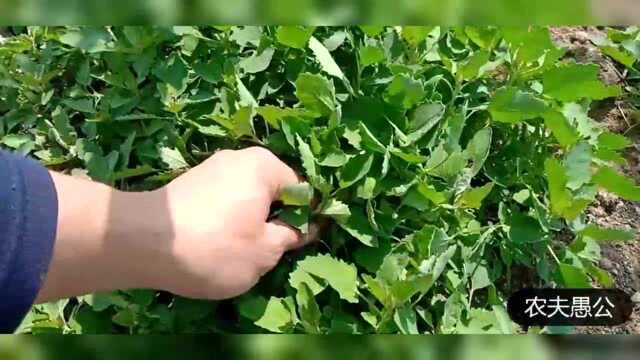 春天农村田间野灰菜,给你留下美好的童年记忆,野植香味带你回家