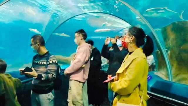 上海海洋水族馆,世界上最长隧道海底观光,门票160元!