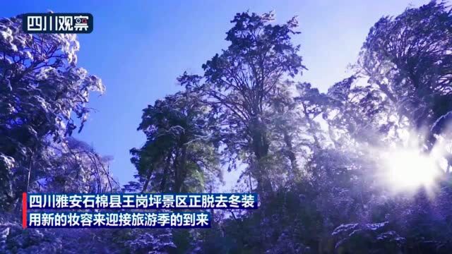 “新妆”王岗坪 唤你远眺贡嘎群峰