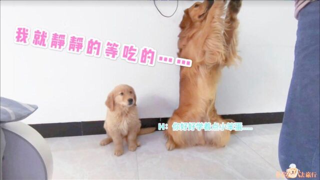 教金毛幼犬学谢谢动作,这个方法学的超快,新技能get!