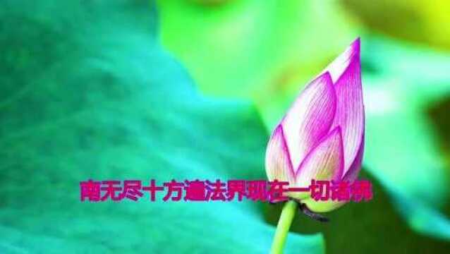 佛教歌曲《药师赞》非常好听,太棒了