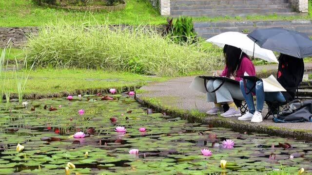 池咏莲花早,夏日悄然至