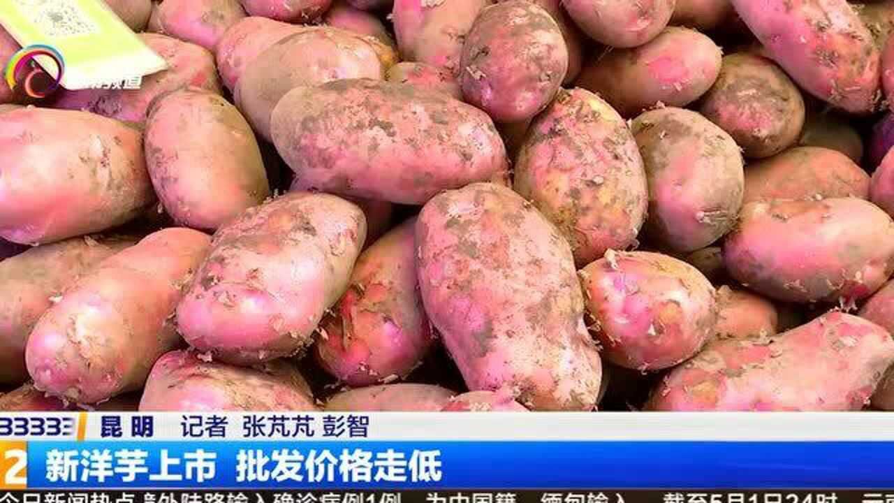 新洋芋上市 批发价格走低