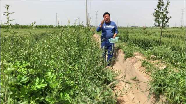 这种野菜营养美味价值高,男女老少应多吃,大家来欣赏了解下