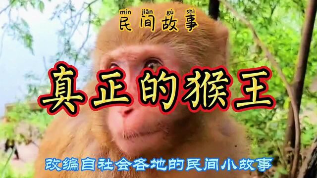 民间故事:猴山之上,每位游客都在寻找猴王,猴王究竟在哪