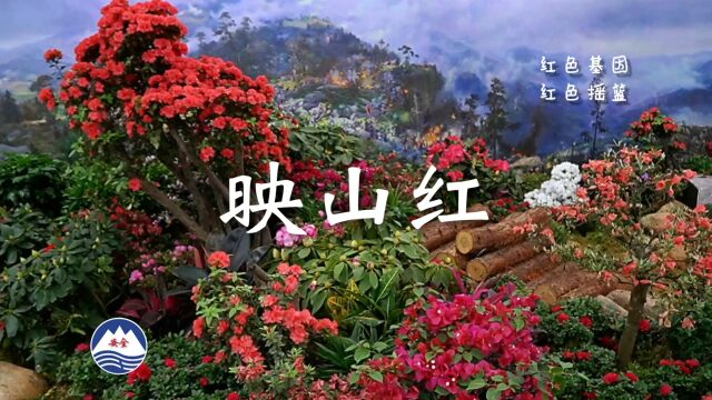 红色记忆~映山红