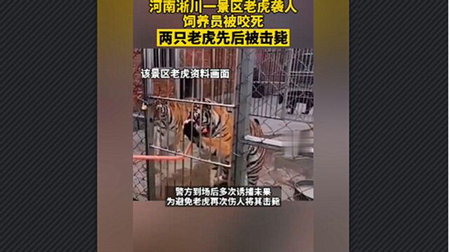 河南某景区两只猛虎咬死一名饲养员,逃出铁笼引起民众恐慌,为避免再次伤人老虎被击毙