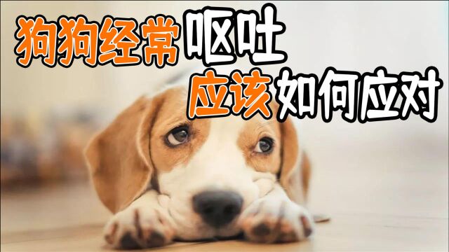 狗狗经常呕吐 应该如何应对