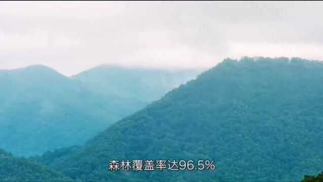 纯野生山茶油