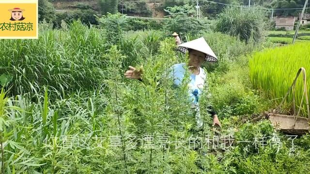 五月的艾草煲老母鸡,除了好吃有营养,还有很多功效,可惜没人知道