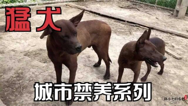 红狼犬生性凶猛,却衷心护主看家护院数第一,城市禁养的猛犬系列