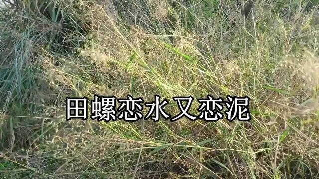 贵州山歌《田螺恋水又恋泥》经典山歌对唱,民间小调