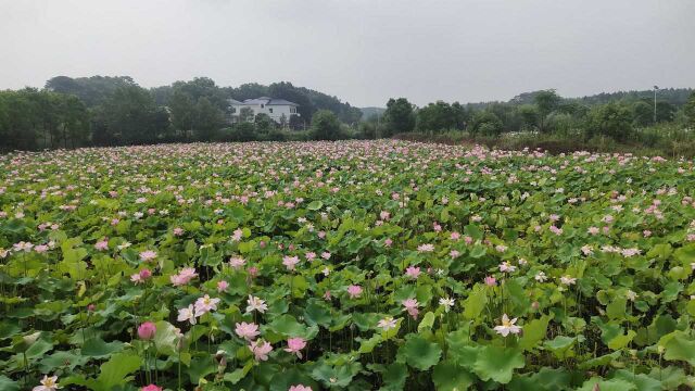 浙江美女在湖南,观赏千亩荷花基地,是祁阳市花2.6亿打造而成