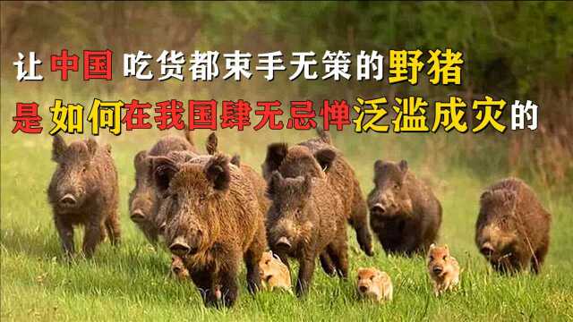 让中国吃货都束手无策的野猪 是如何在我国肆无忌惮泛滥成灾的!