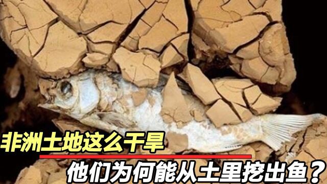 非洲一种吃土的鱼,一辈子在土里生存,鱼靠水生存理论被打破了?