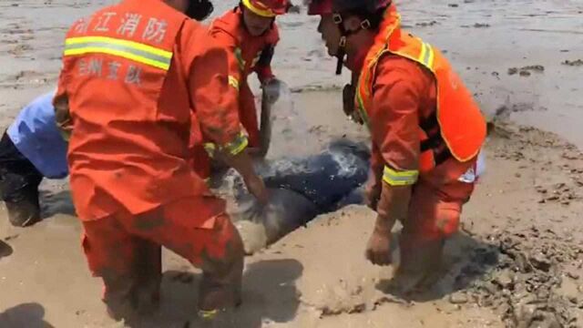 浙江台州又有两头疑似鲸鱼搁浅 消防员泼水撑伞紧急营救