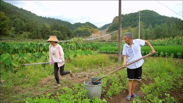 儿媳妇和农村公公地里干活,公公接到一个电话,急忙把儿媳赶回家