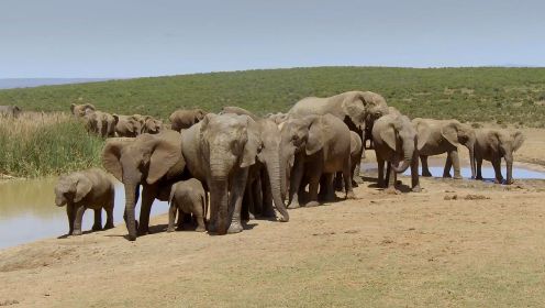 《阿多大象国家公园》 - 世界上最大陆生哺乳动物的避风港